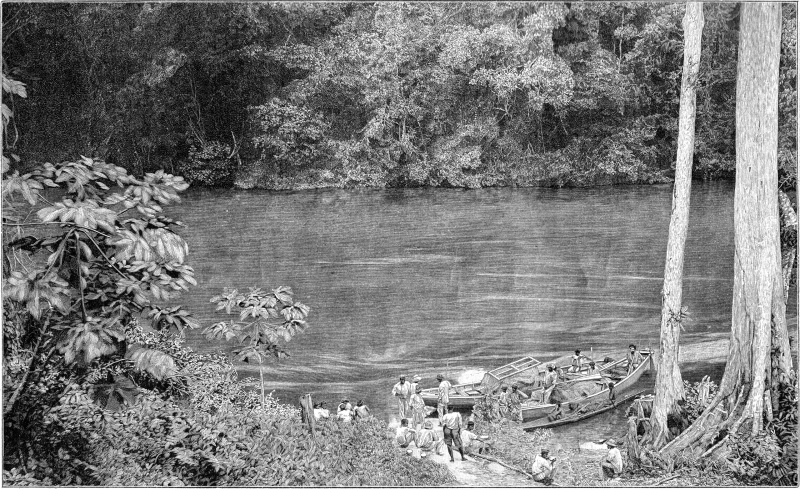 Fichier:Jungle Ogardiane.jpg